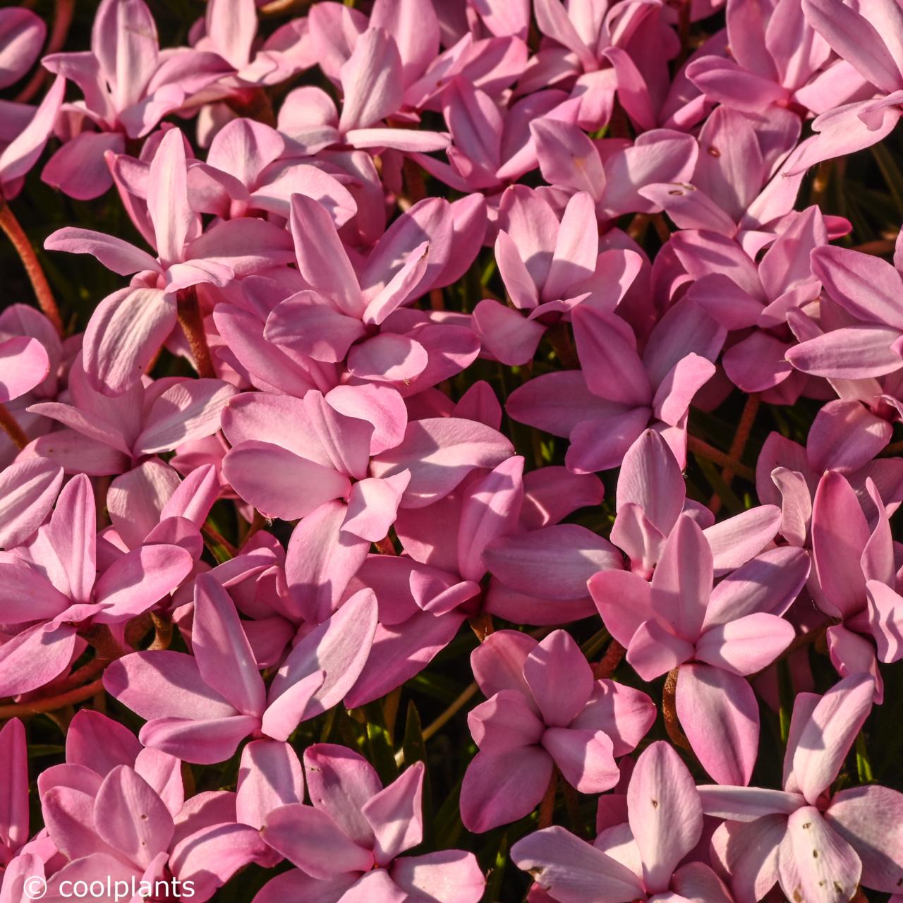 Rhodohypoxis 'Stella' plant