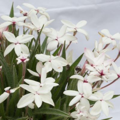 rhodohypoxis-tetrawhite