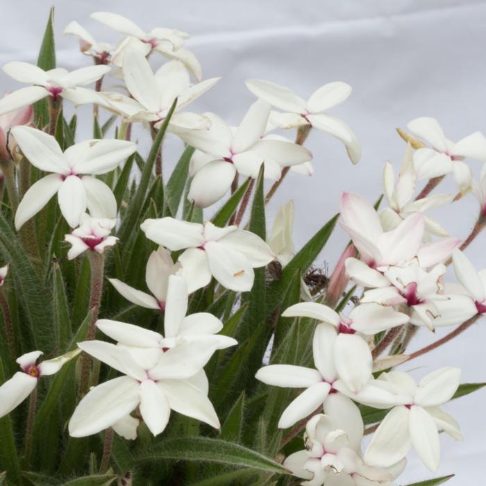 Rhodohypoxis 'Tetrawhite' plant