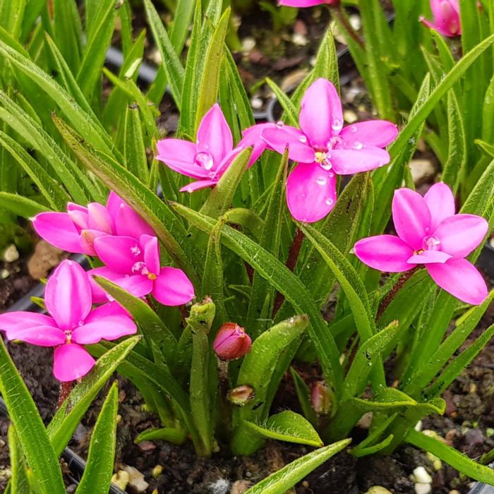 Rhodohypoxis 'Top Cherry' plant