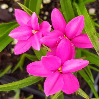 rhodohypoxis-top-cherry