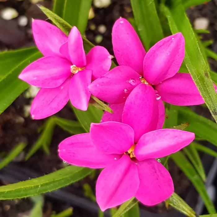 Rhodohypoxis 'Top Cherry' plant