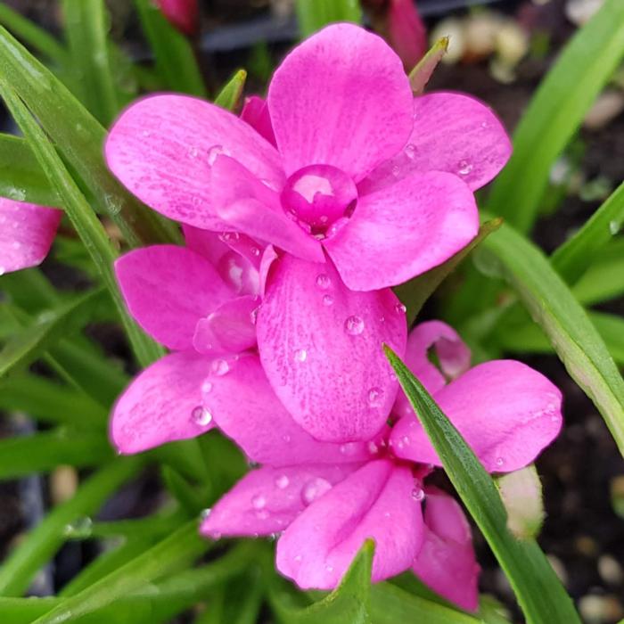 Rhodohypoxis 'Top Sally' plant