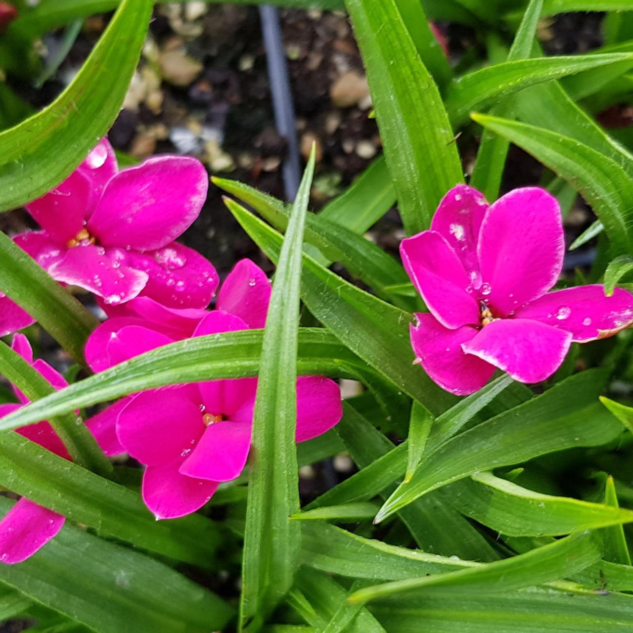 Rhodohypoxis 'Top Samba' plant