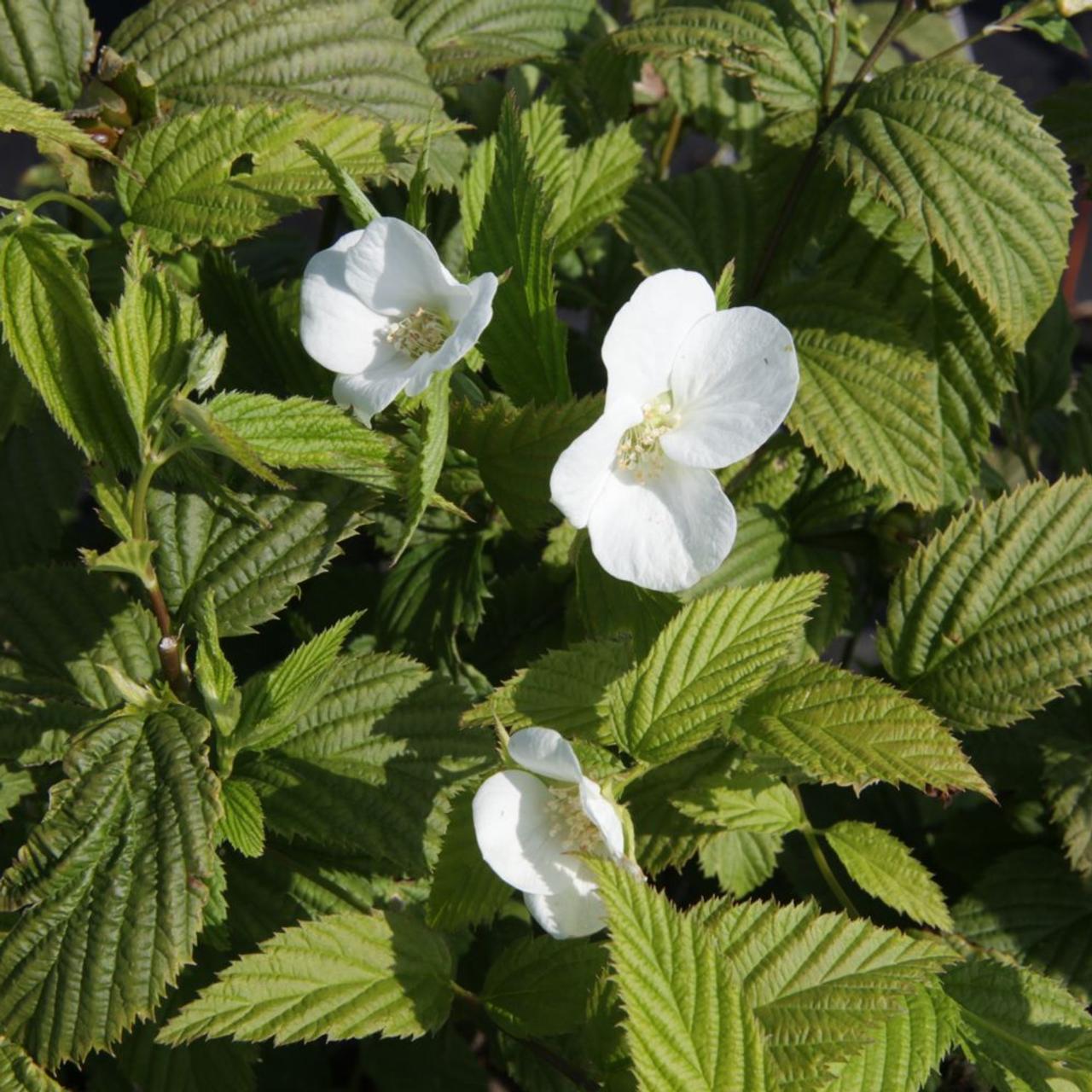 Rhodotypos scandens plant