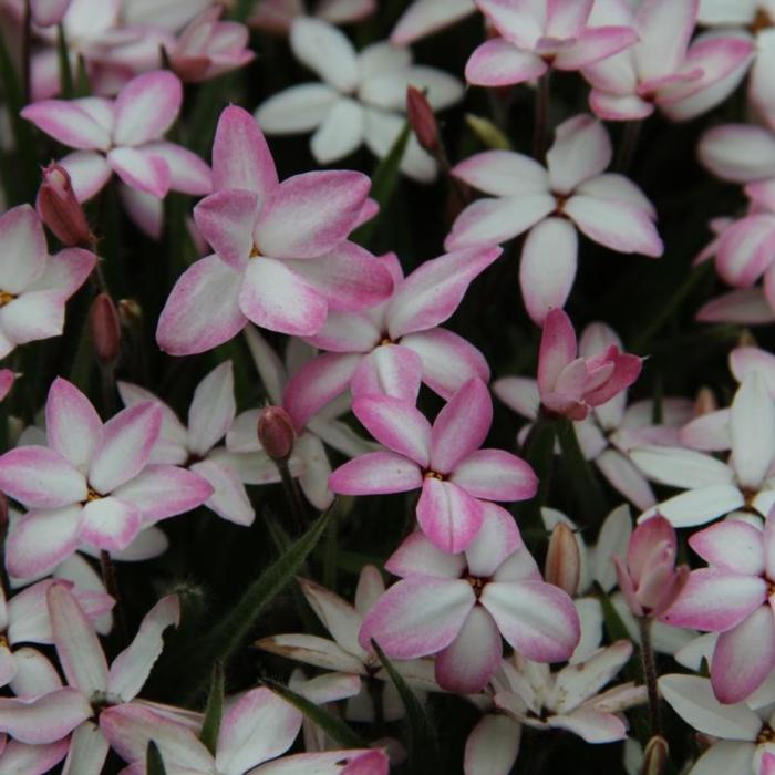 Rhodoxis 'Fairy Kisses' plant
