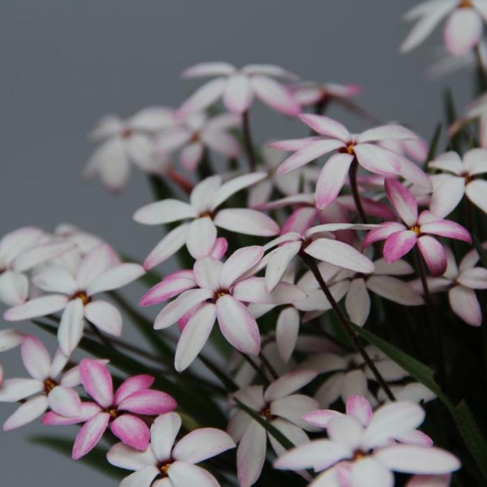 Rhodoxis 'Fairy Kisses' plant