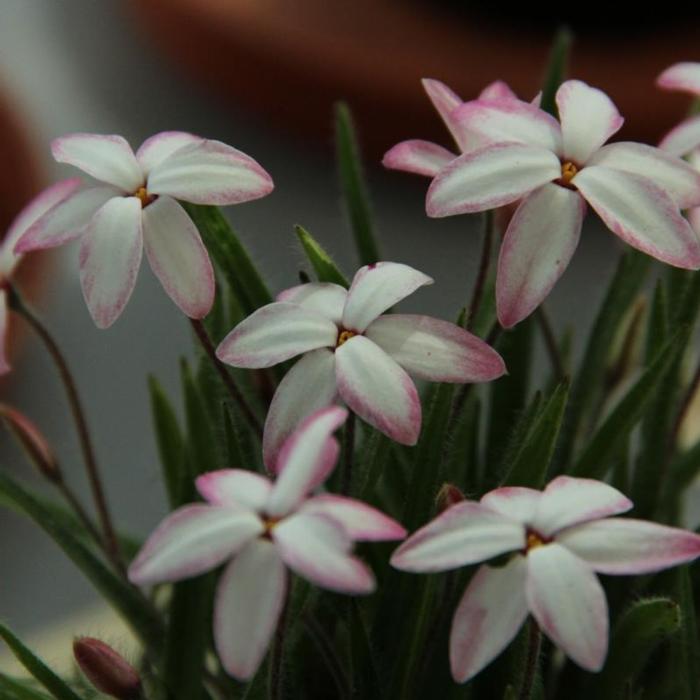 Rhodoxis 'Fairy Kisses' plant