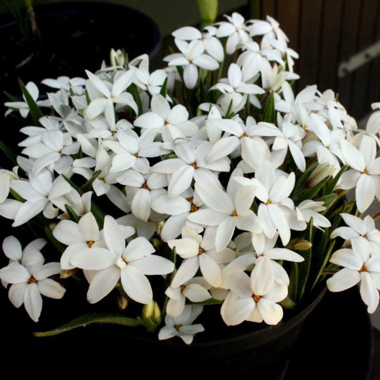 Rhodoxis 'Fairy Snow' plant