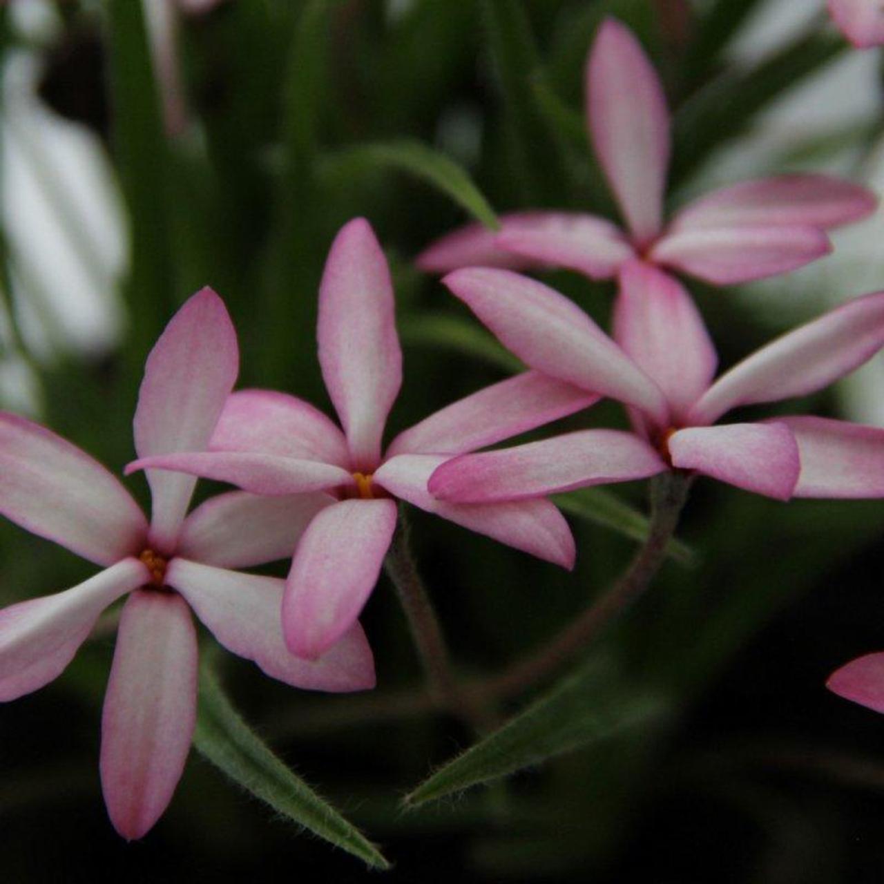 Rhodoxis 'Fanny' plant