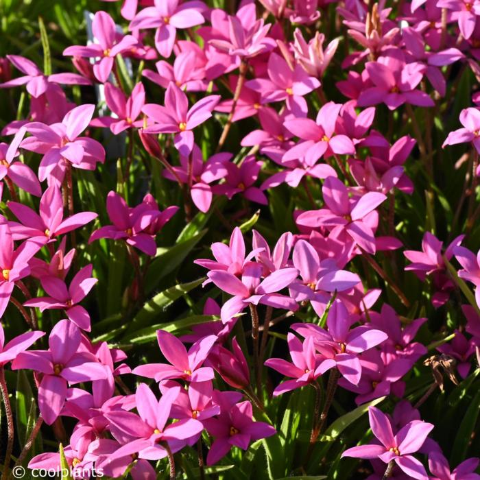 Rhodoxis 'Hebron Farm Cerise' plant