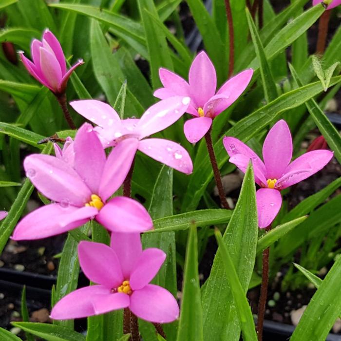 Rhodoxis 'Hebron Farm Cerise' plant