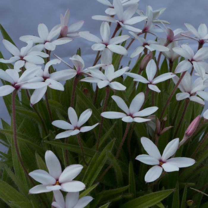 Rhodoxis hybrida 'Hebron Farm Red Eye' plant