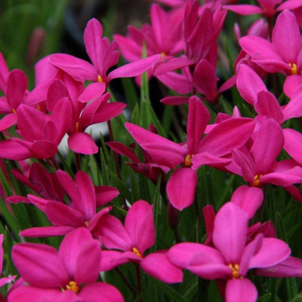 Rhodoxis 'Mrs. Betsy' plant