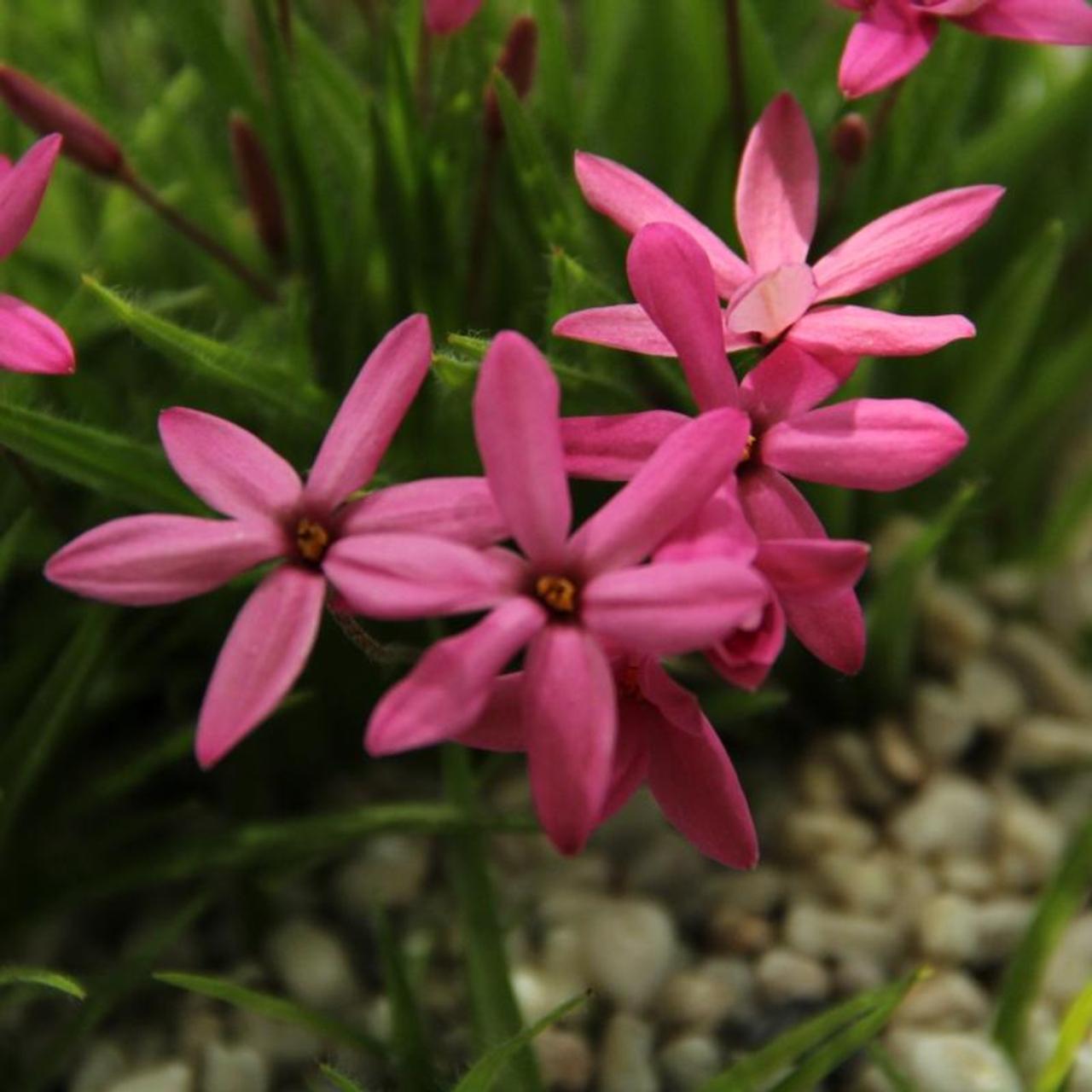 rhodoxis-ruby-giant Rhodoxis 'Ruby Giant' plant