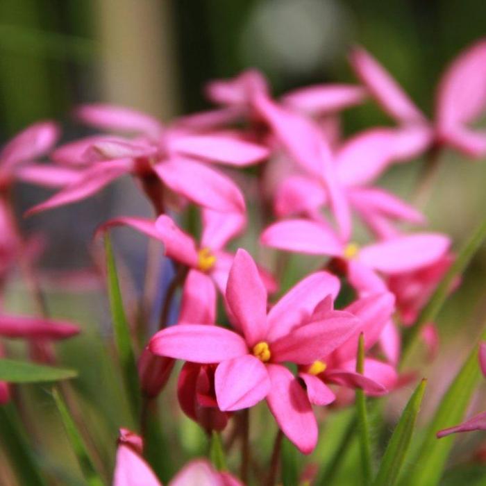 Rhodoxis 'Sonja' plant