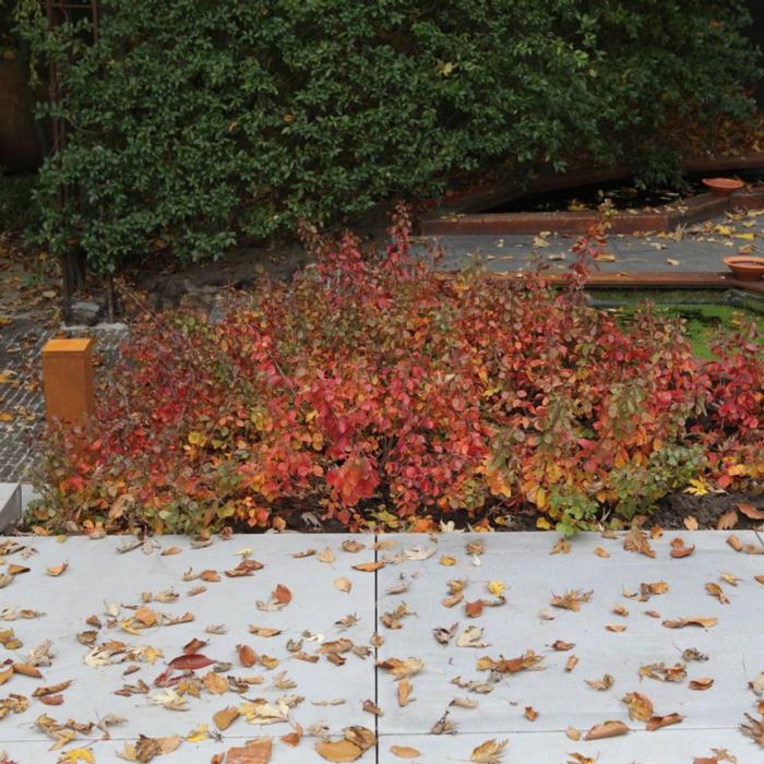 Rhus aromatica 'Gro-Low' plant