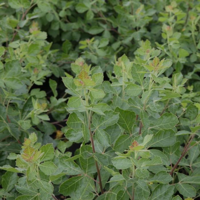 Rhus aromatica 'Grow-Low' plant