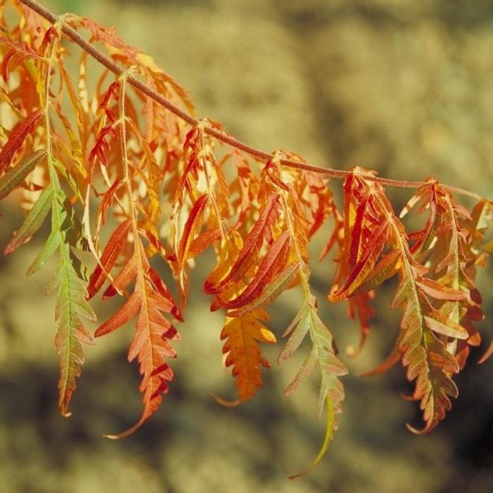 Rhus glabra 'Laciniata' plant