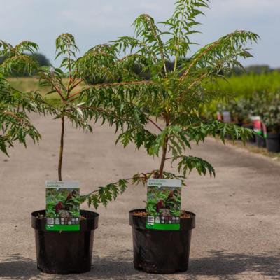 rhus-glabra-laciniata