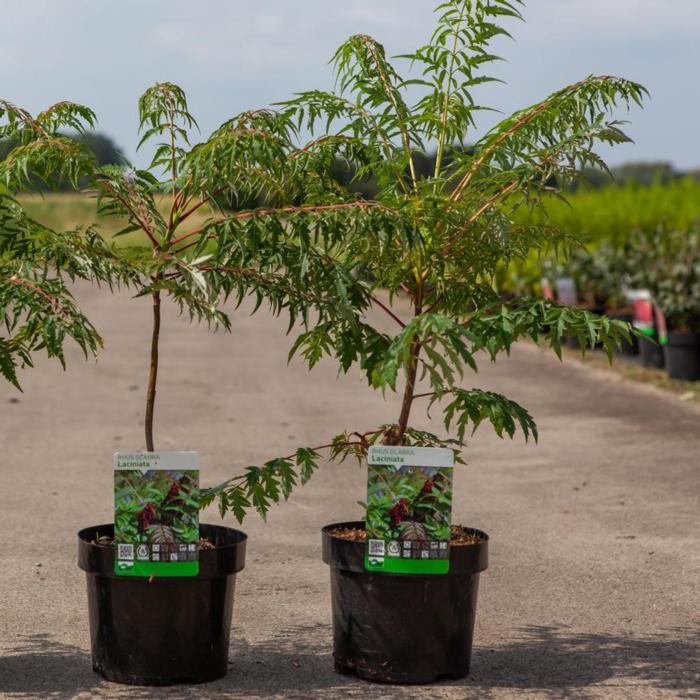 Rhus glabra 'Laciniata' plant