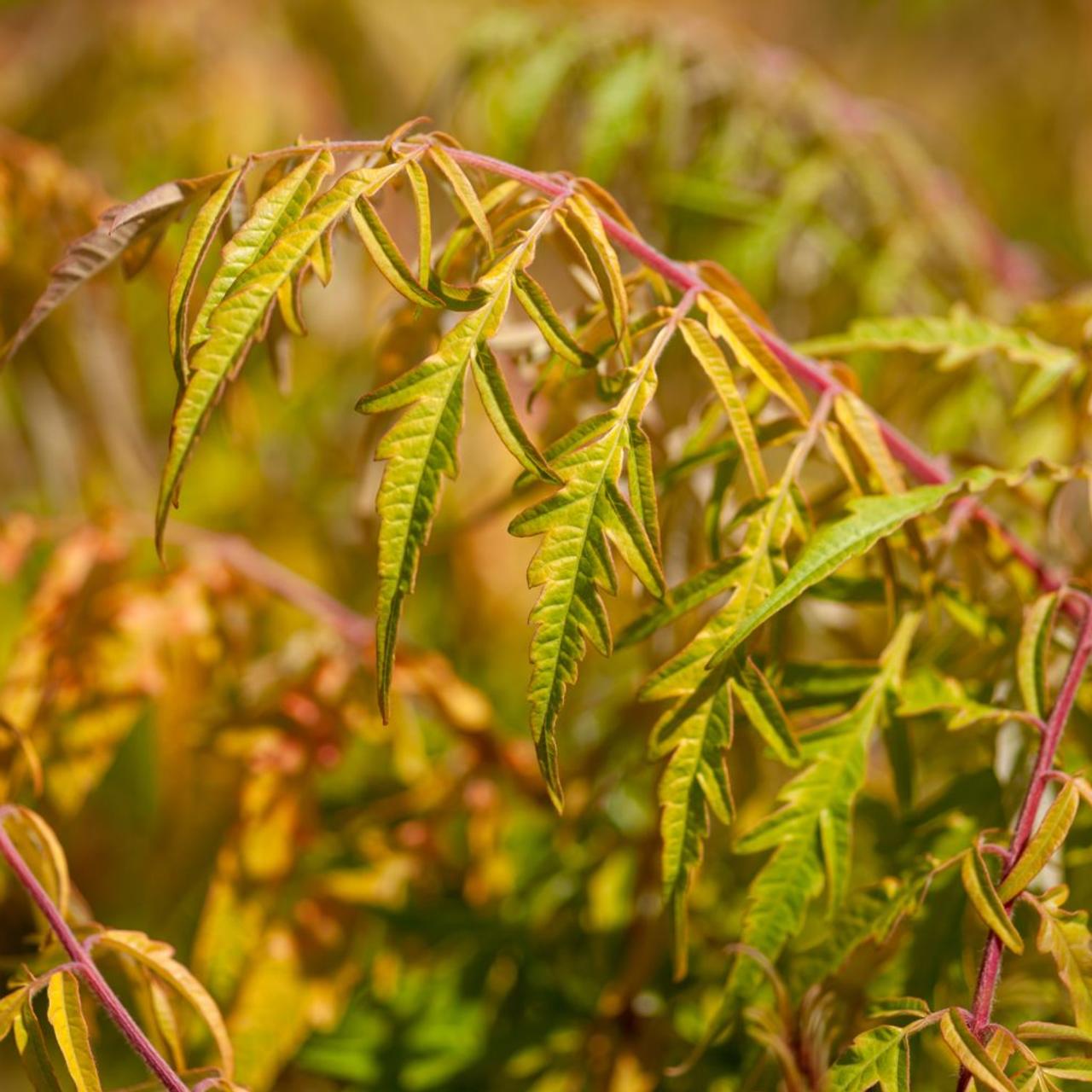 Rhus typhina 'Tiger Eyes' plant