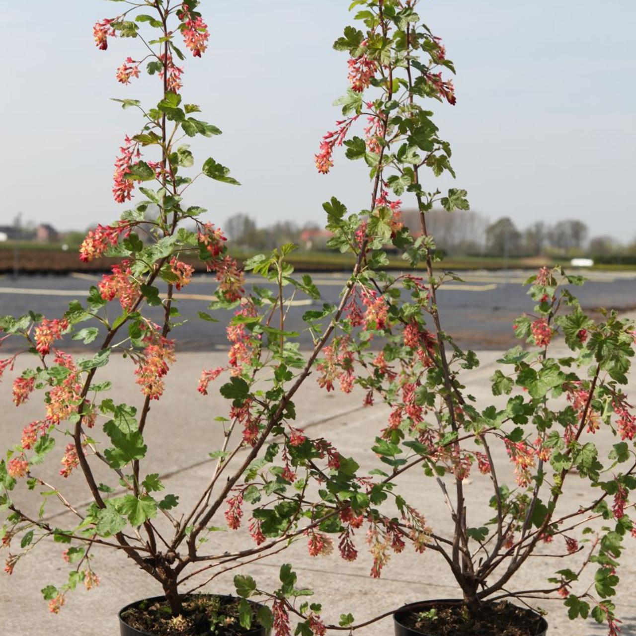 Ribes gordonianum plant