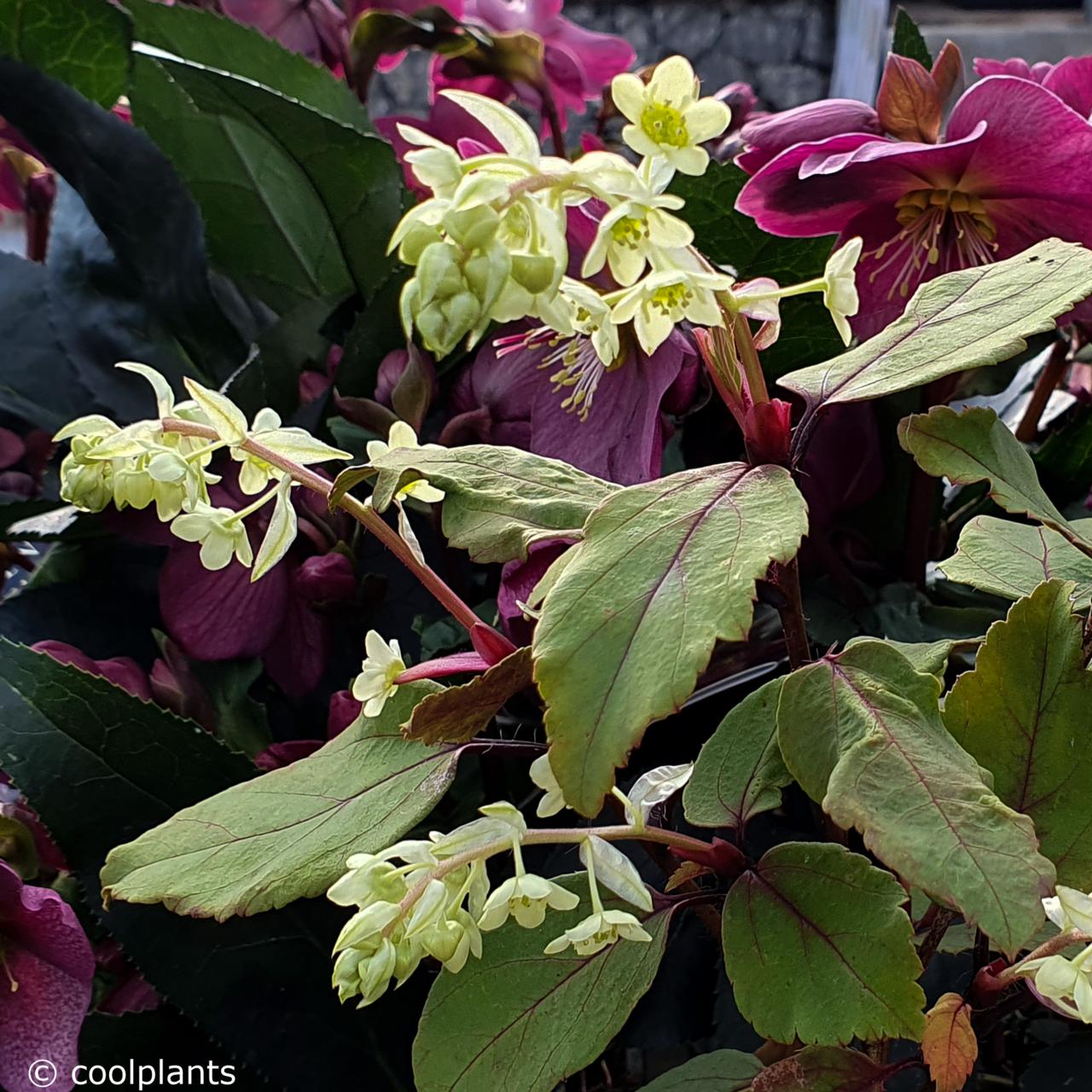 Ribes laurifolium plant