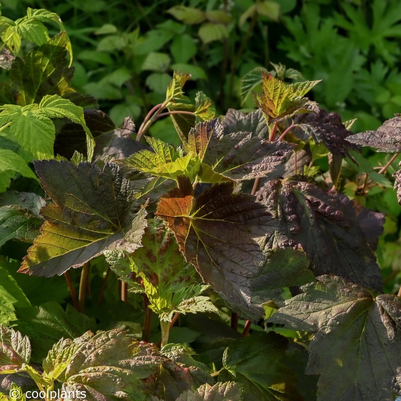 Ribes nigrum 'Black´n´Red Premiere' plant