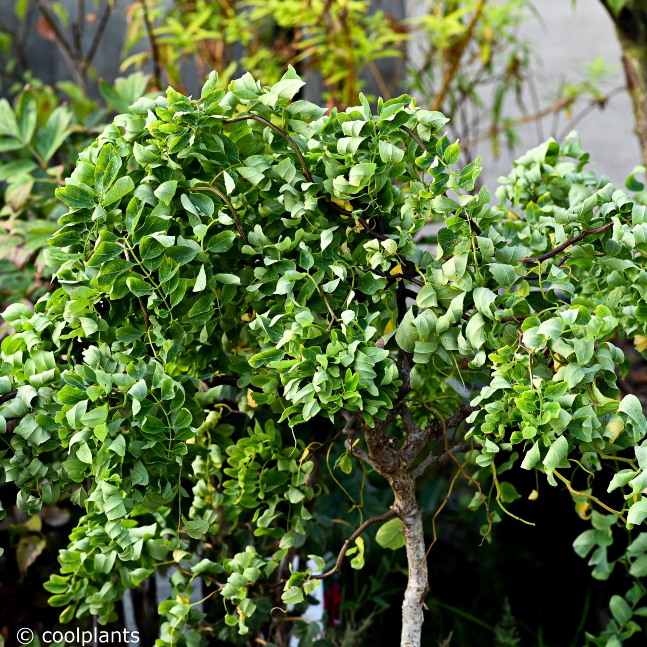 Robinia pseudoacacia 'Twisty Baby' plant