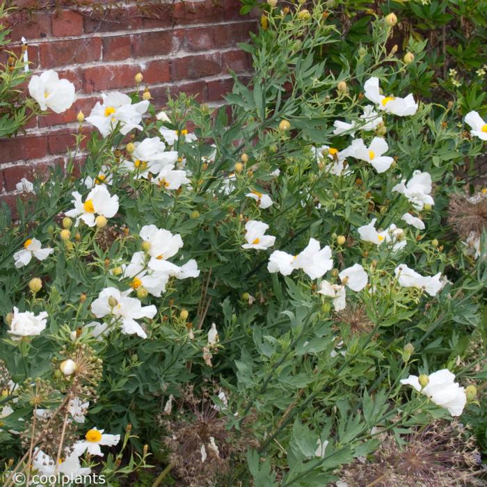 Romneya coulteri plant