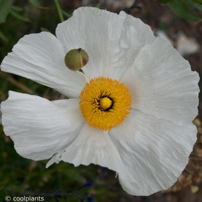 romneya-coulteri