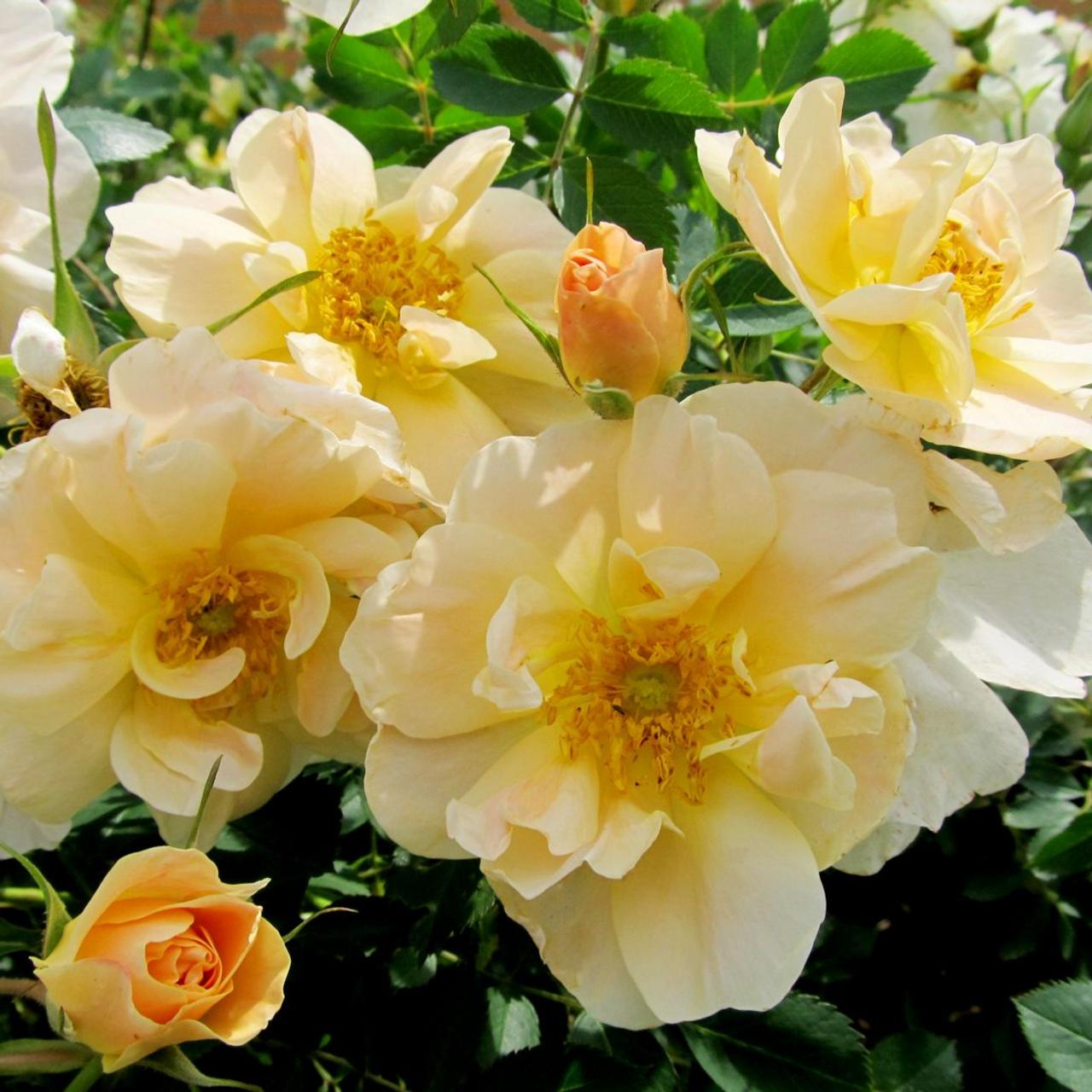 Rosa 'Above and Beyond' plant