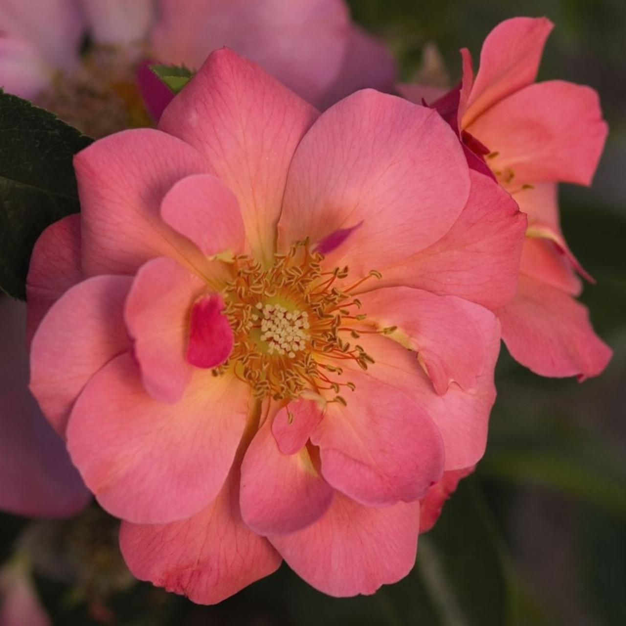 Rosa 'All The Rage' Easy Elegance plant