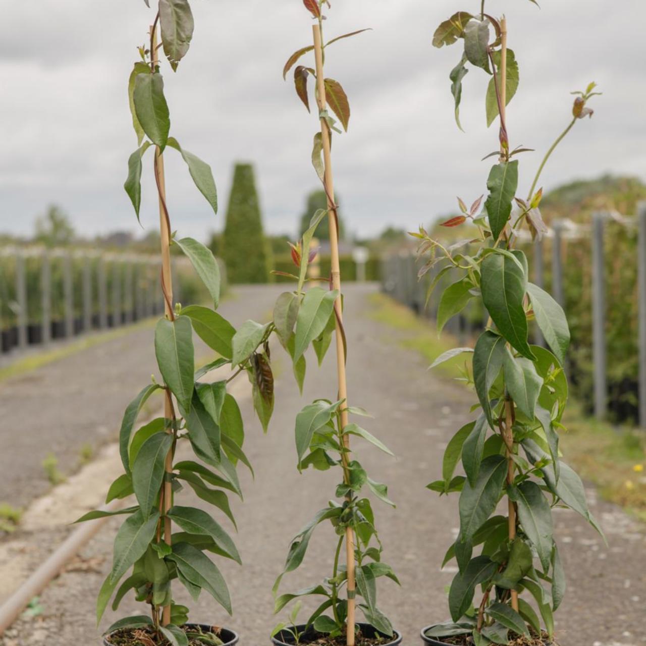 Rosa banksiae 'Alba Plena' plant
