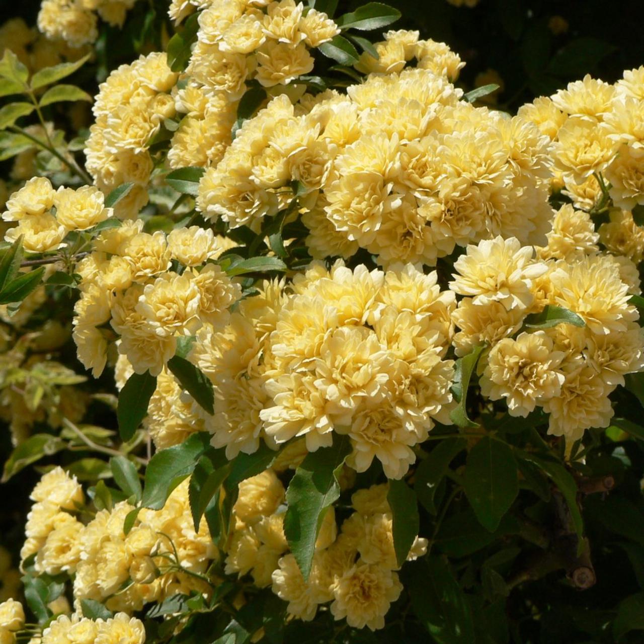 Rosa banksiae 'Lutea' plant