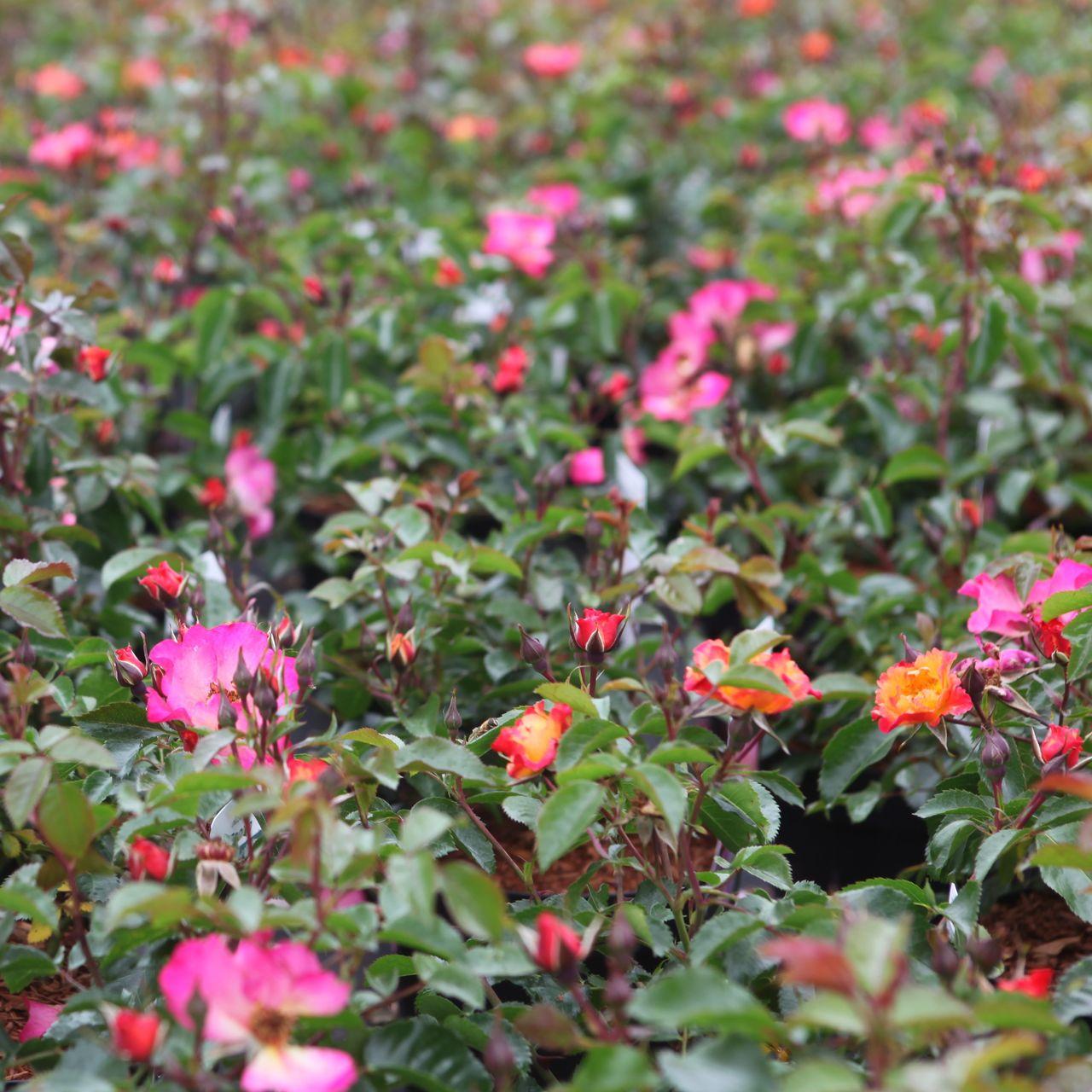 Rosa 'Bee Proud' plant