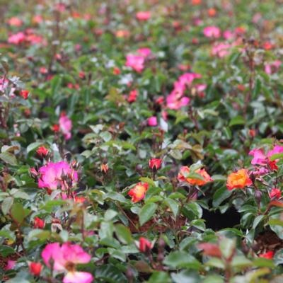 rosa-bee-proud