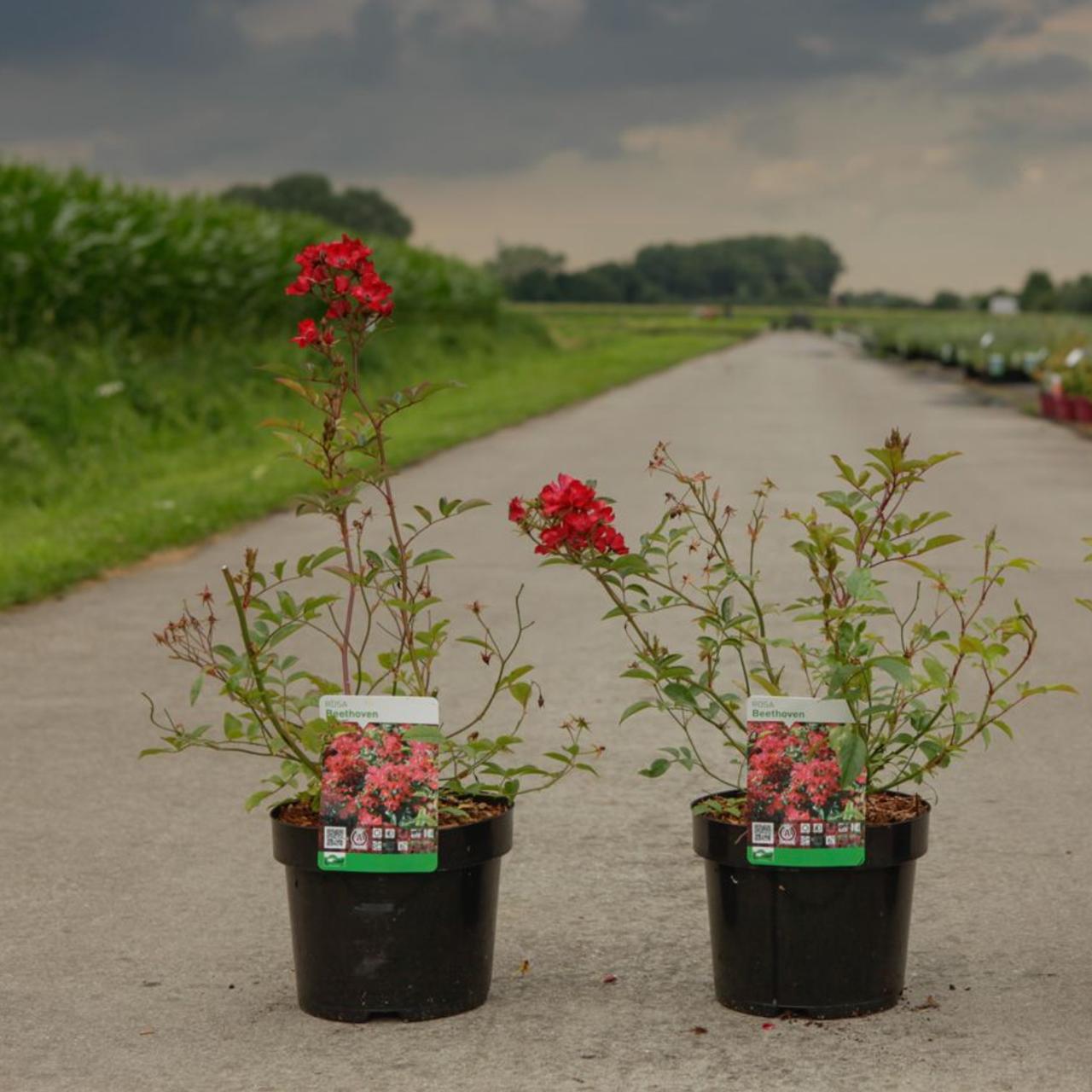 Rosa 'Beethoven' plant