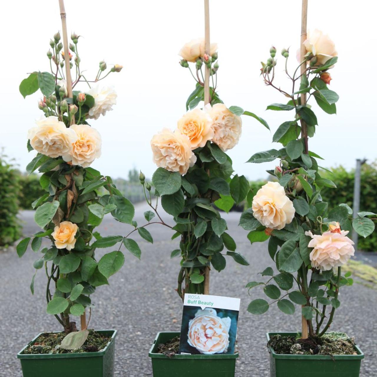 Rosa 'Buff Beauty' plant