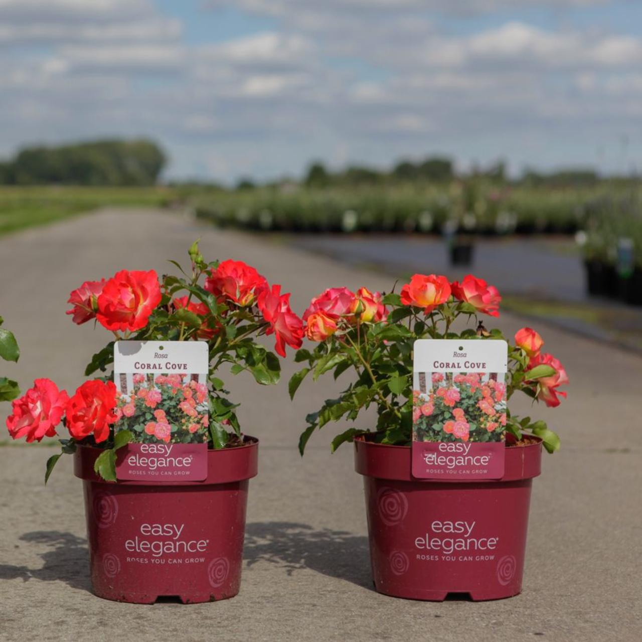 Rosa 'Coral Cove' plant