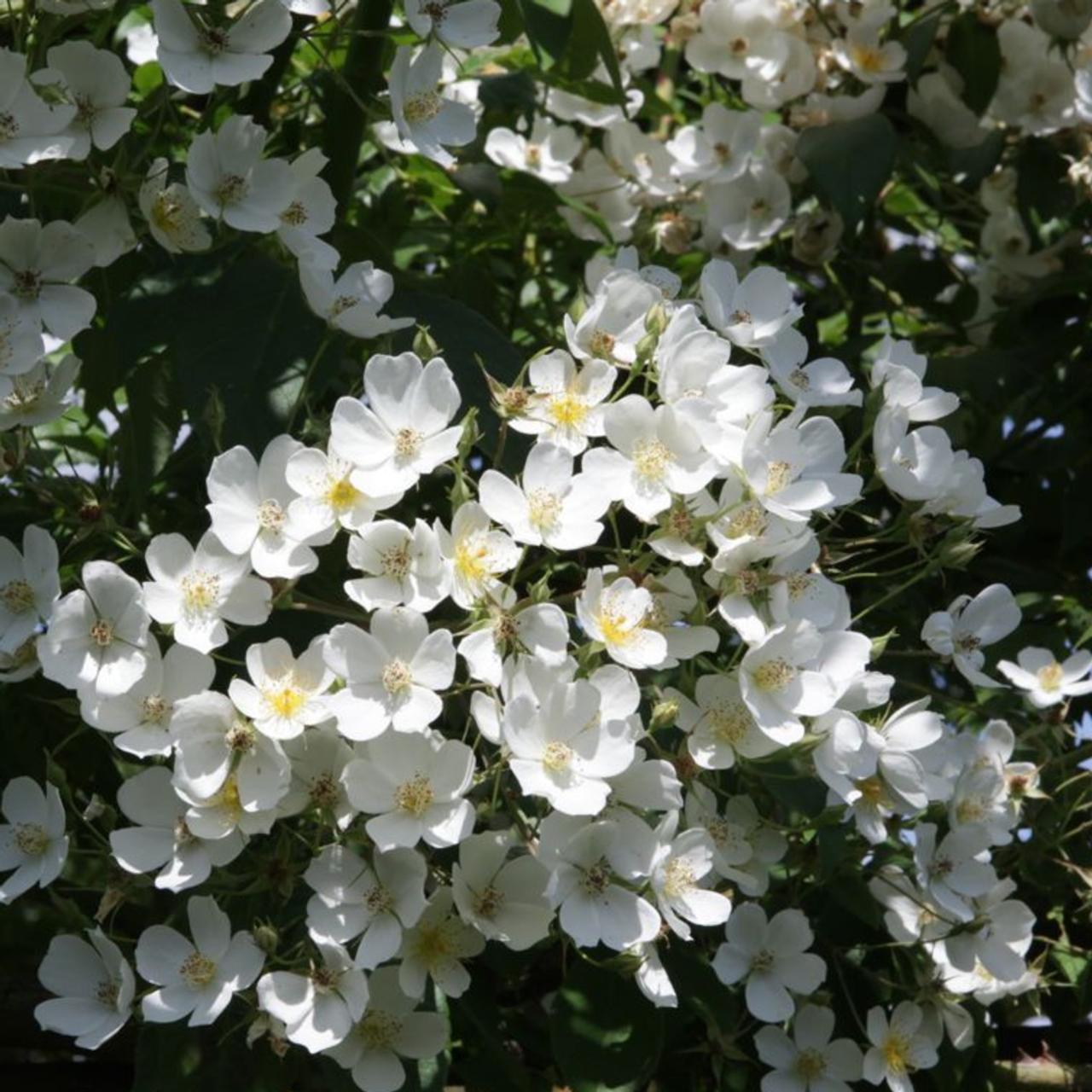 Rosa filipes 'Kiftsgate' plant