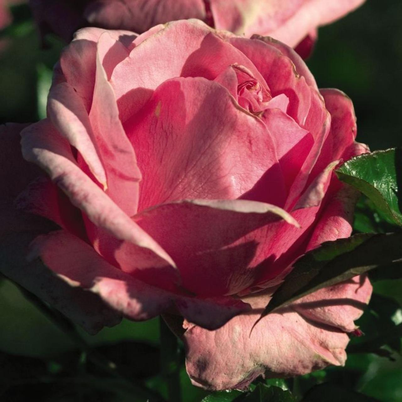 Rosa 'Grandma's Blessing' Easy Elegance plant