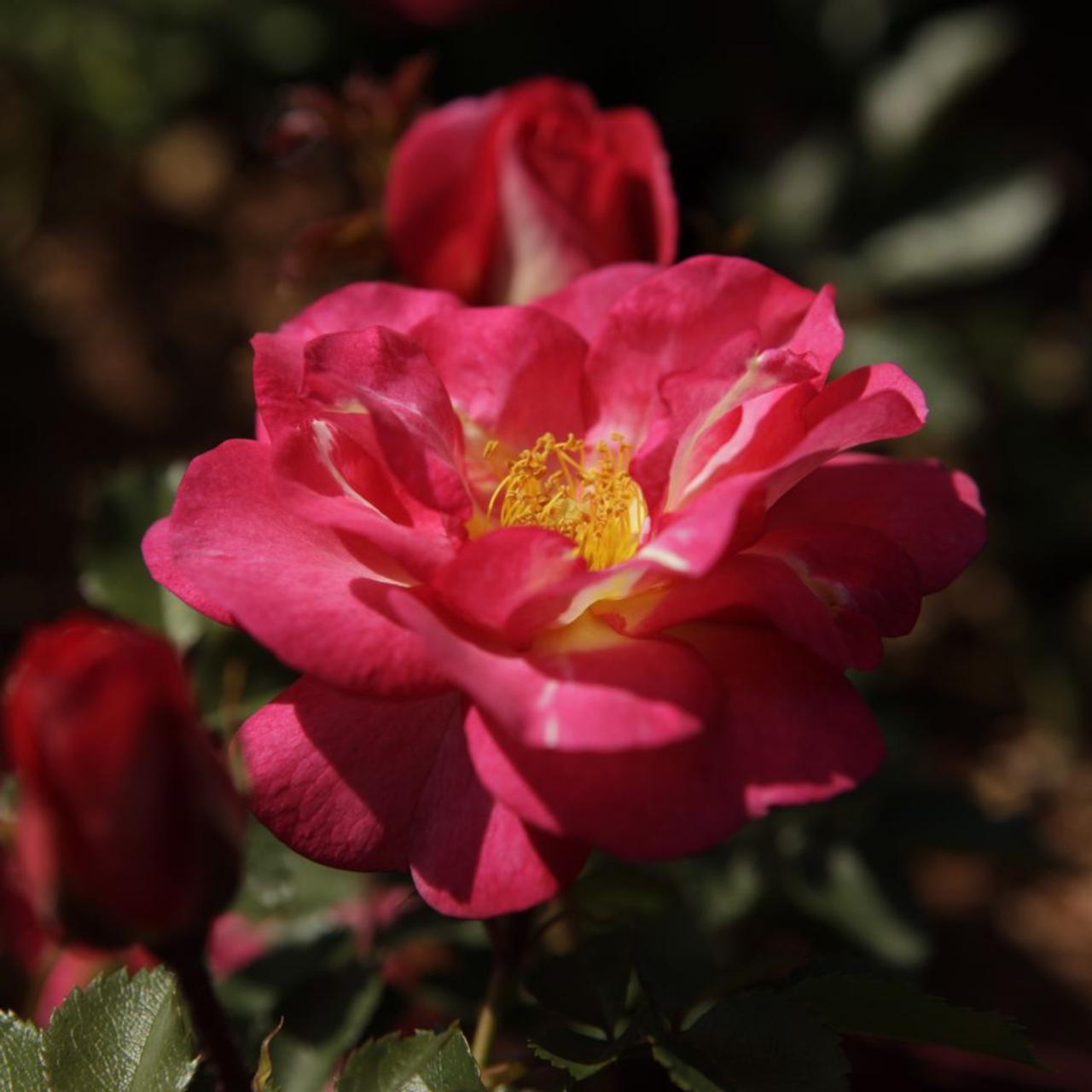 Rosa 'Great Wall' Easy Elegance plant
