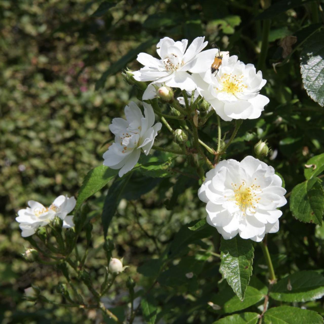 Rosa 'Guirlande d'Amour' plant