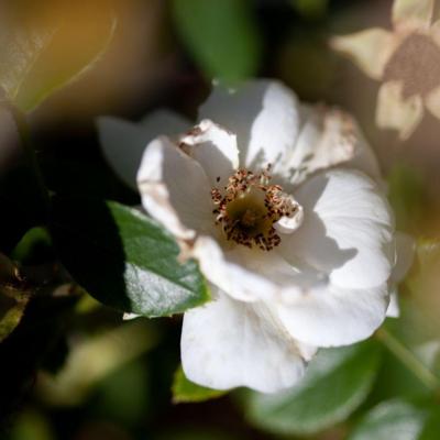 rosa-hella