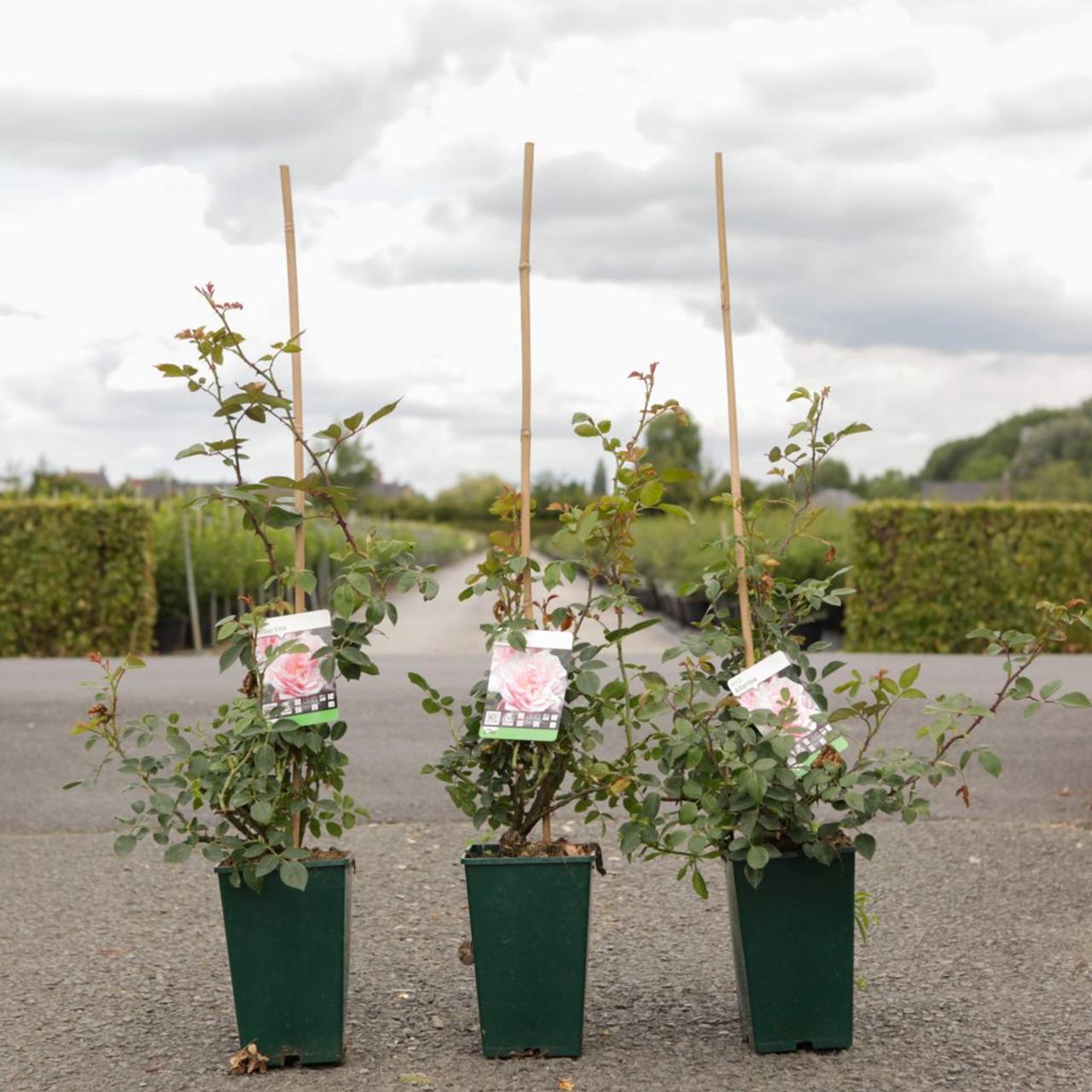 Rosa (K) 'Albertine' plant