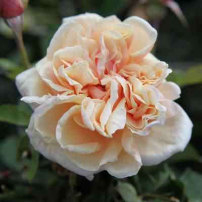 rosa-k-gloire-de-dijon