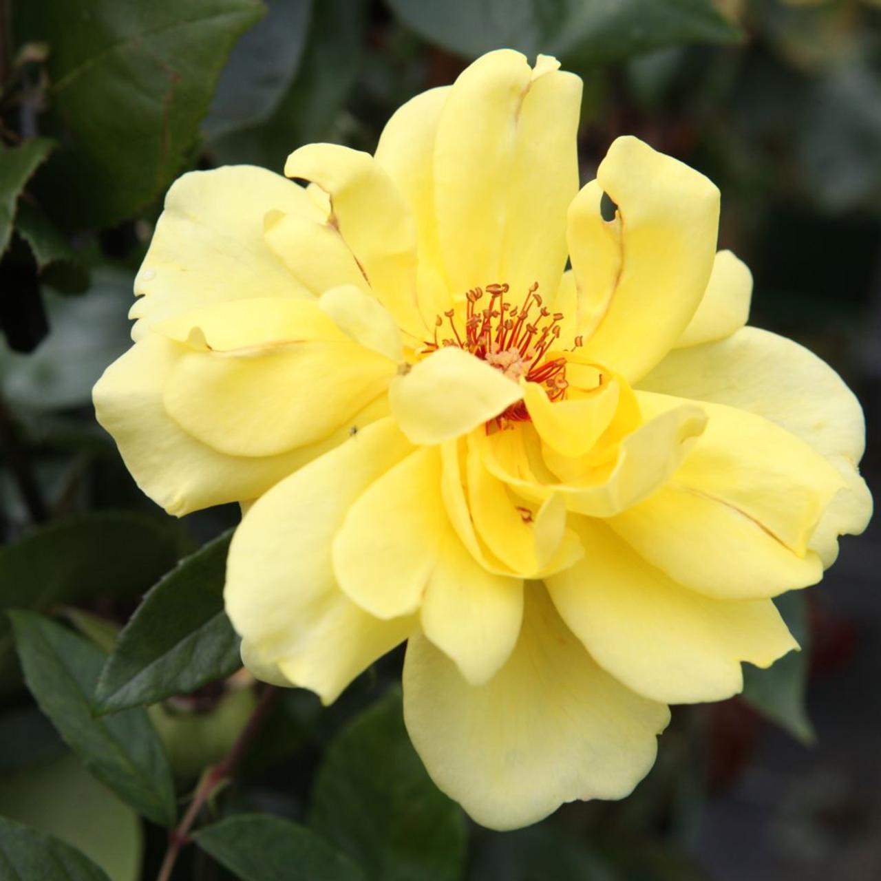 Rosa (K) 'Golden Showers' plant