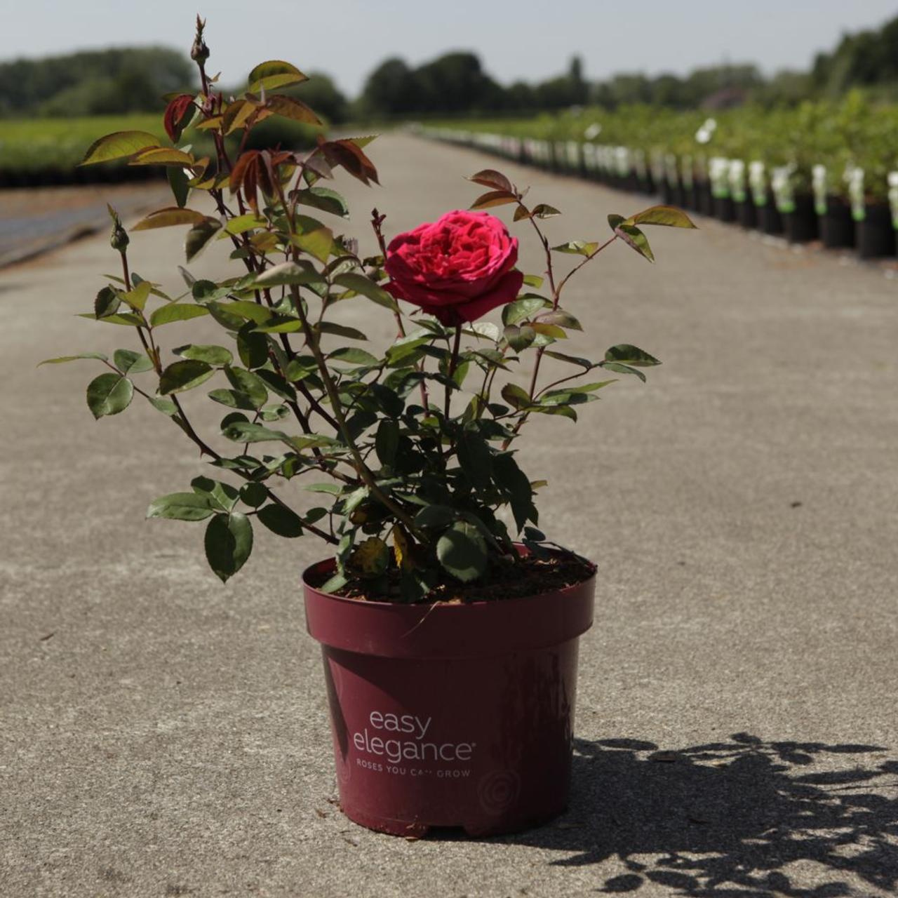 Rosa 'Kashmir' plant